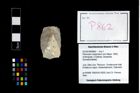 Foto (Objekt + Etikett) von Pithonoton marginatum (von Meyer, 1842)  (NHMW-GEO-2014-0194-0862)